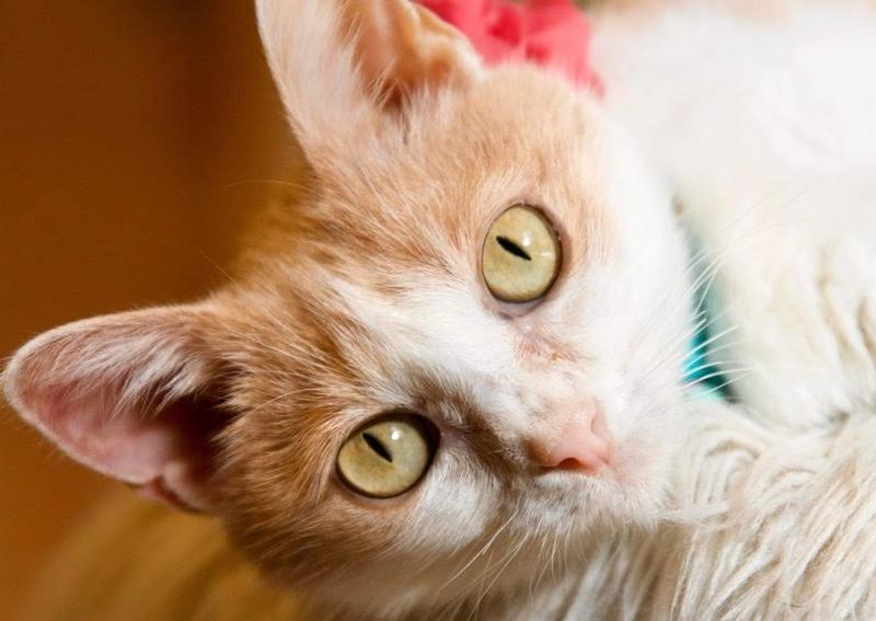 Shelton Veterinary Clinic Interlachen veterinary hospital